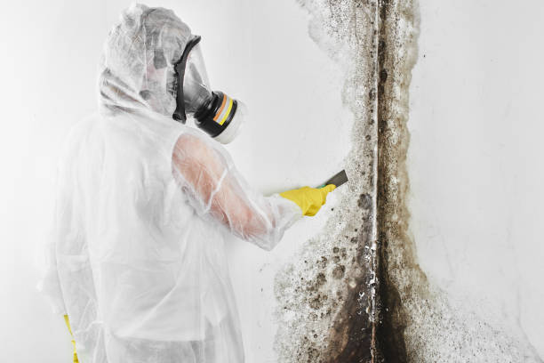 Best Emergency Mold Removal  in Johnson Lane, NV
