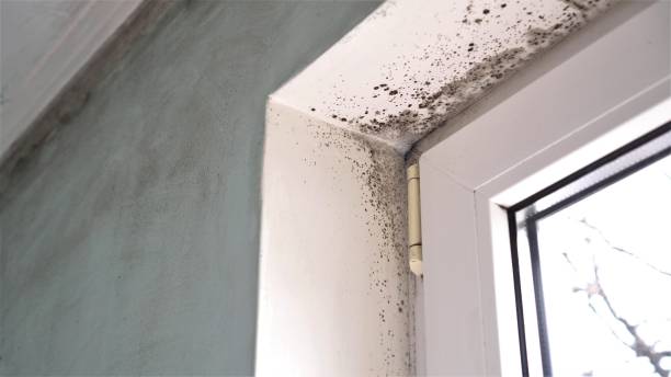 Best Toxic Mold Removal  in Johnson Lane, NV