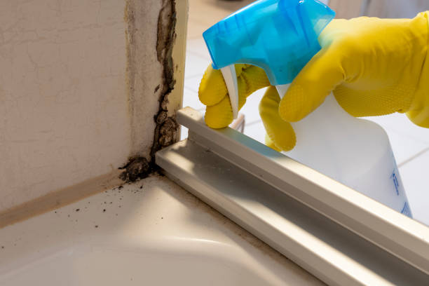 Best Mold Removal Specialists  in Johnson Lane, NV