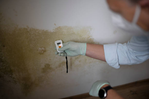 Best Attic Mold Removal  in Johnson Lane, NV