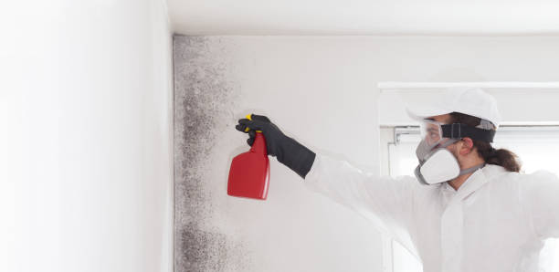 Best Office Mold Removal Services  in Johnson Lane, NV