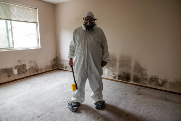 Best Certified Mold Removal  in Johnson Lane, NV